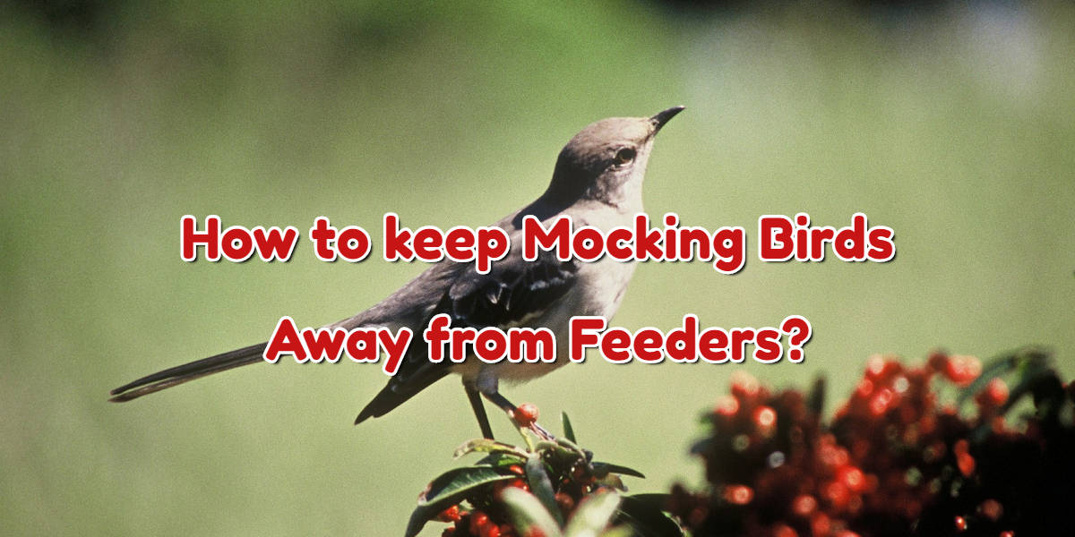 How to keep Mocking Birds Away from Feeders? - Home Arise