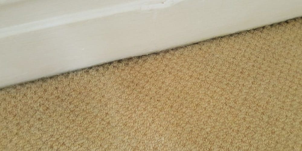How to Get Rid of Fly Larvae in Carpet in 4 Steps - Home Arise