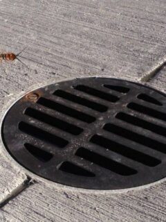 how to get rid of centipedes in drains