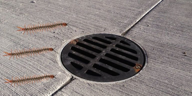 How To Get Rid Of Centipedes In Drains