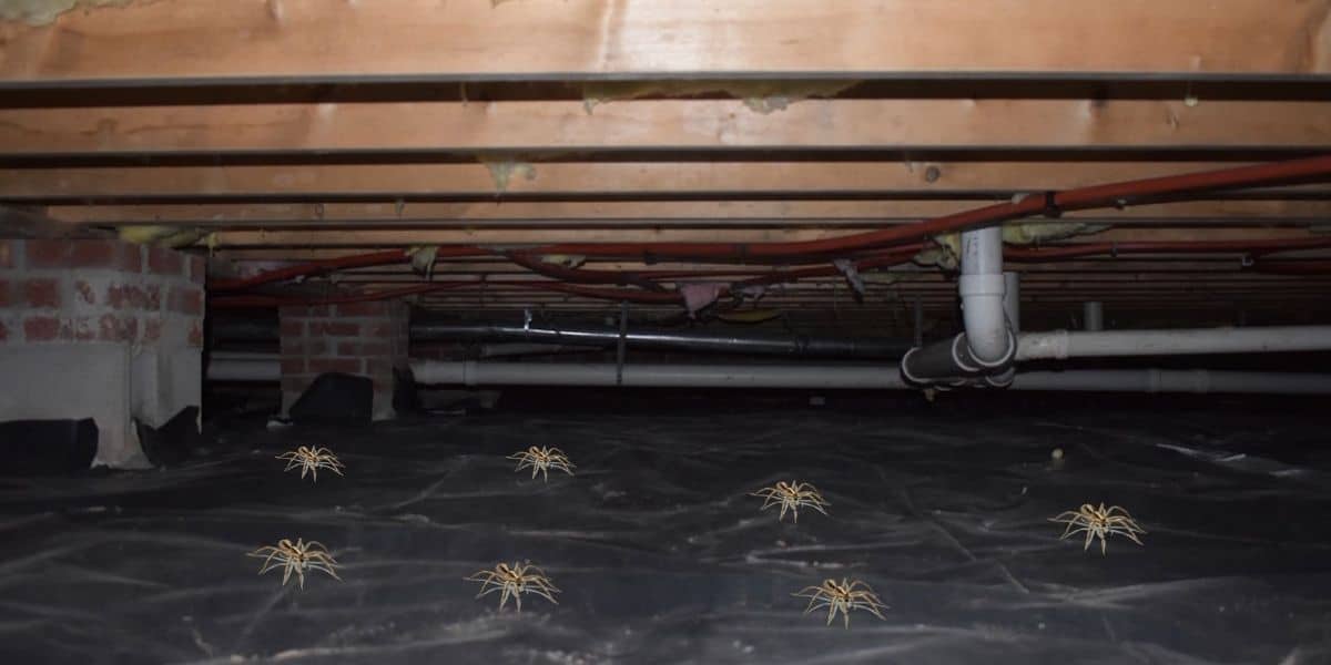 how to get rid of spiders in crawl space