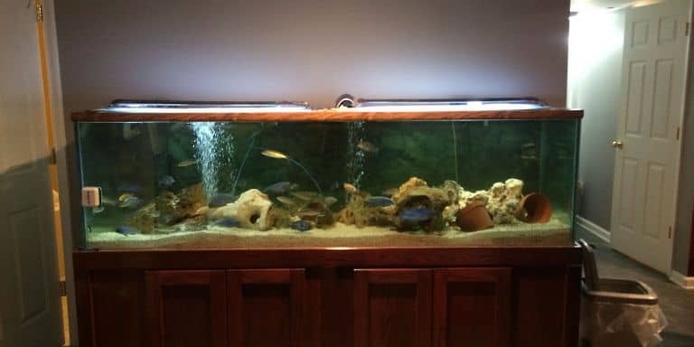 220-gallon-aquarium-weight-and-size-everything-you-need-to-know