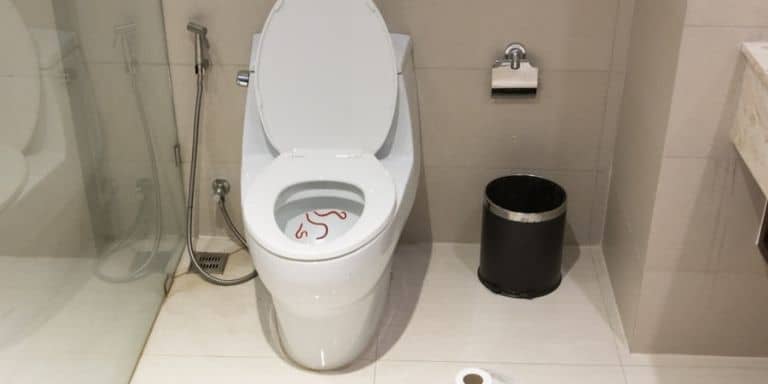 Worms In The Toilet Here S What To Do Home Arise - How To Get Rid Of Earthworms In Your Bathroom