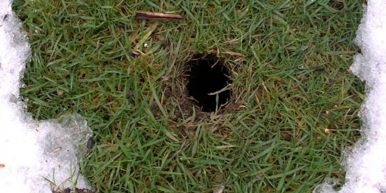 How To Get Rid Of Rat Holes In The Yard [3 Steps] - Home Arise