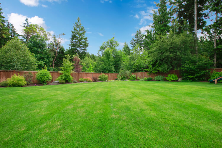 Too Much Weed And Feed on the Lawn: How to Keep Things in Check 2