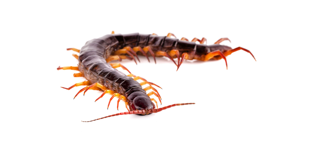 How to Get Rid of Centipedes in Drains: Answered 1