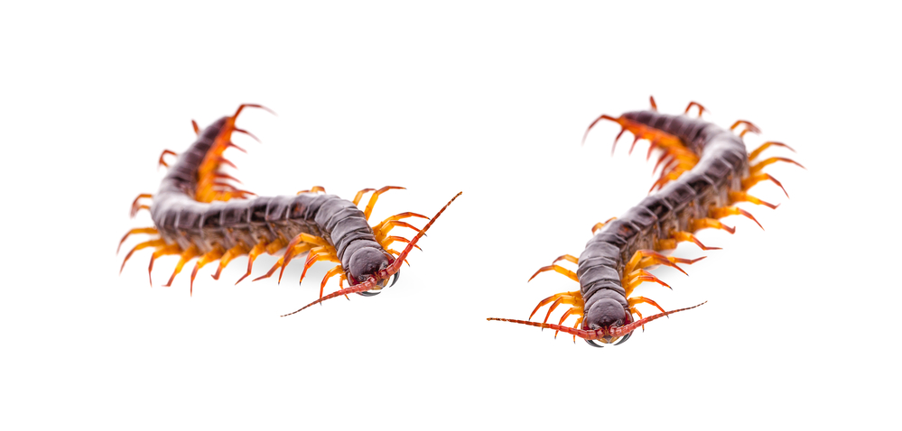 How to Get Rid of Centipedes in Drains: Answered 2