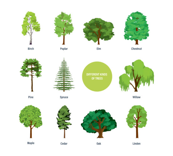 Types of Trees to Plant