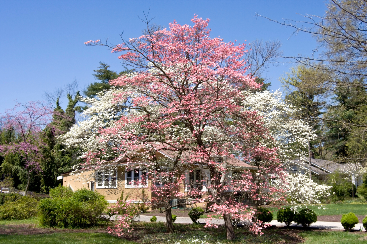 15 Awesome Trees to Plant This Spring - Which Trees Are Right For You? 11