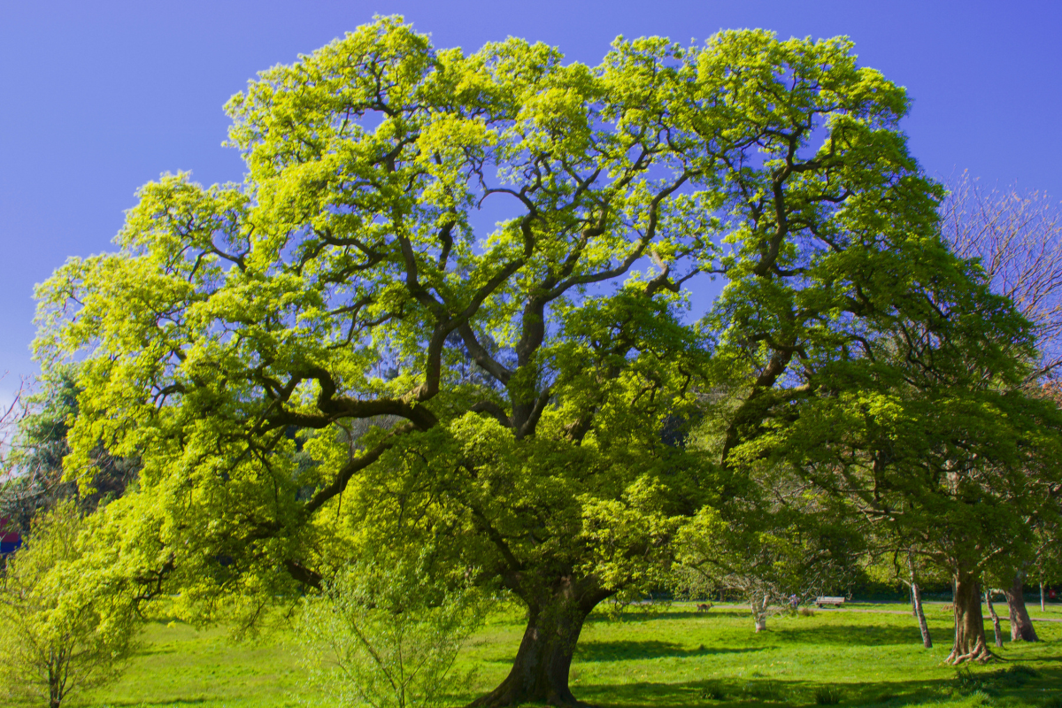 15 Awesome Trees to Plant This Spring - Which Trees Are Right For You? 9