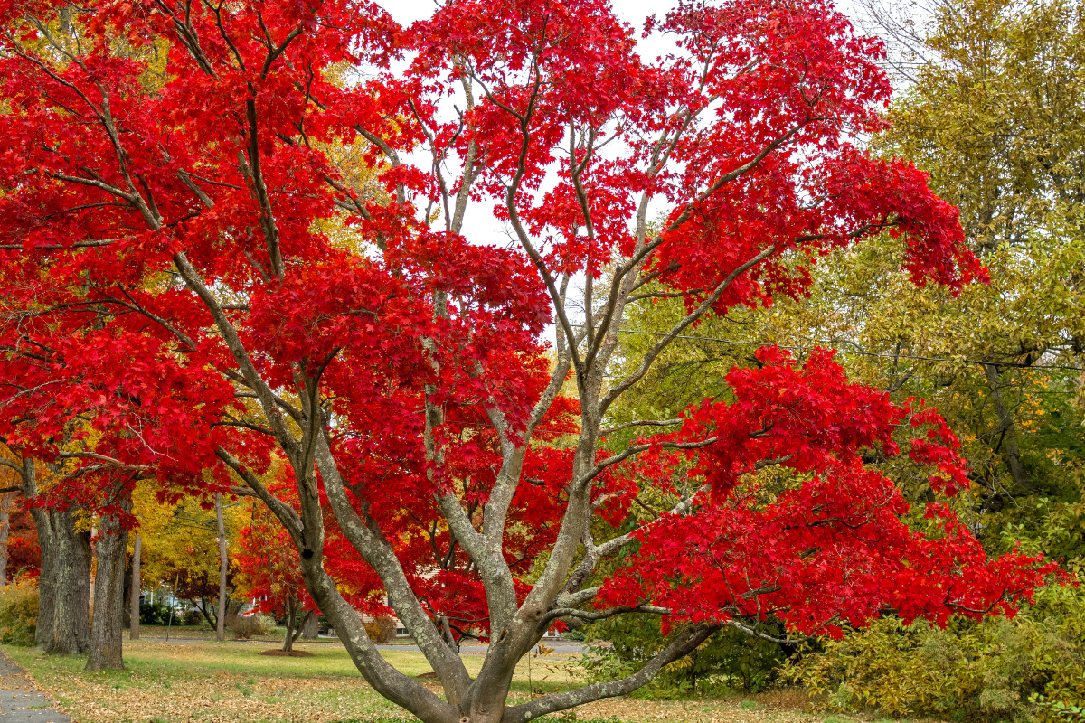 15 Awesome Trees to Plant This Spring - Which Trees Are Right For You? 6