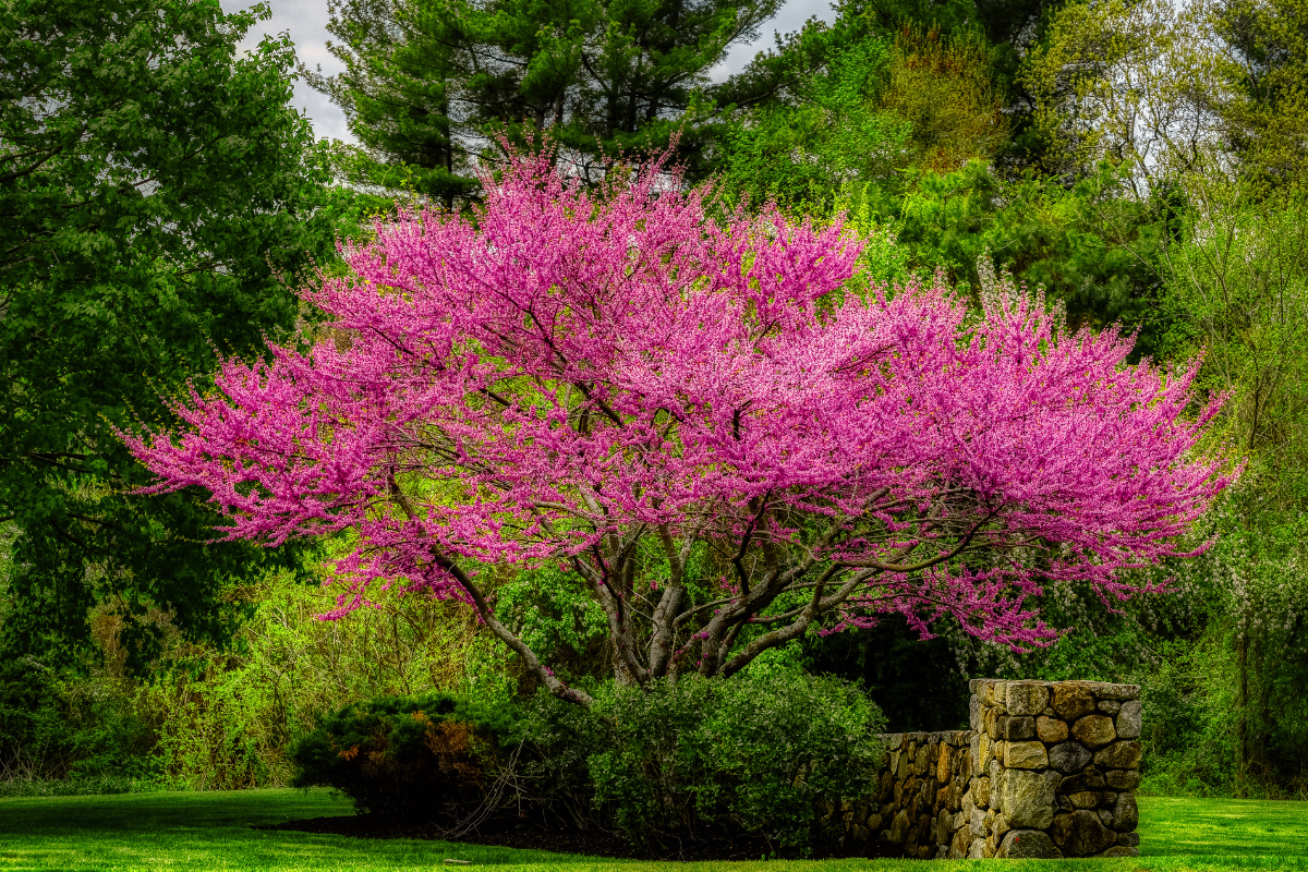 15 Awesome Trees to Plant This Spring - Which Trees Are Right For You? 10