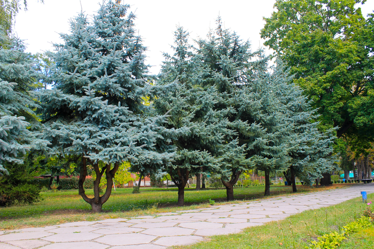 15 Awesome Trees to Plant This Spring - Which Trees Are Right For You? 7
