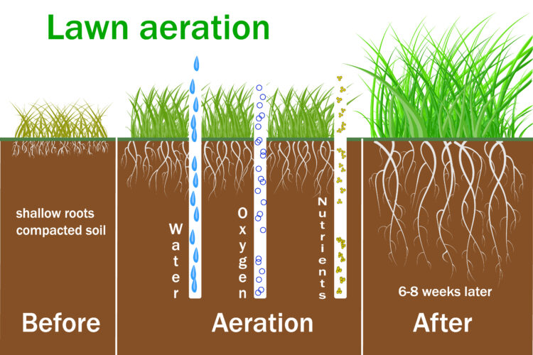 lawn aeration infographic. Prepare your lawn for spring by aerating.
