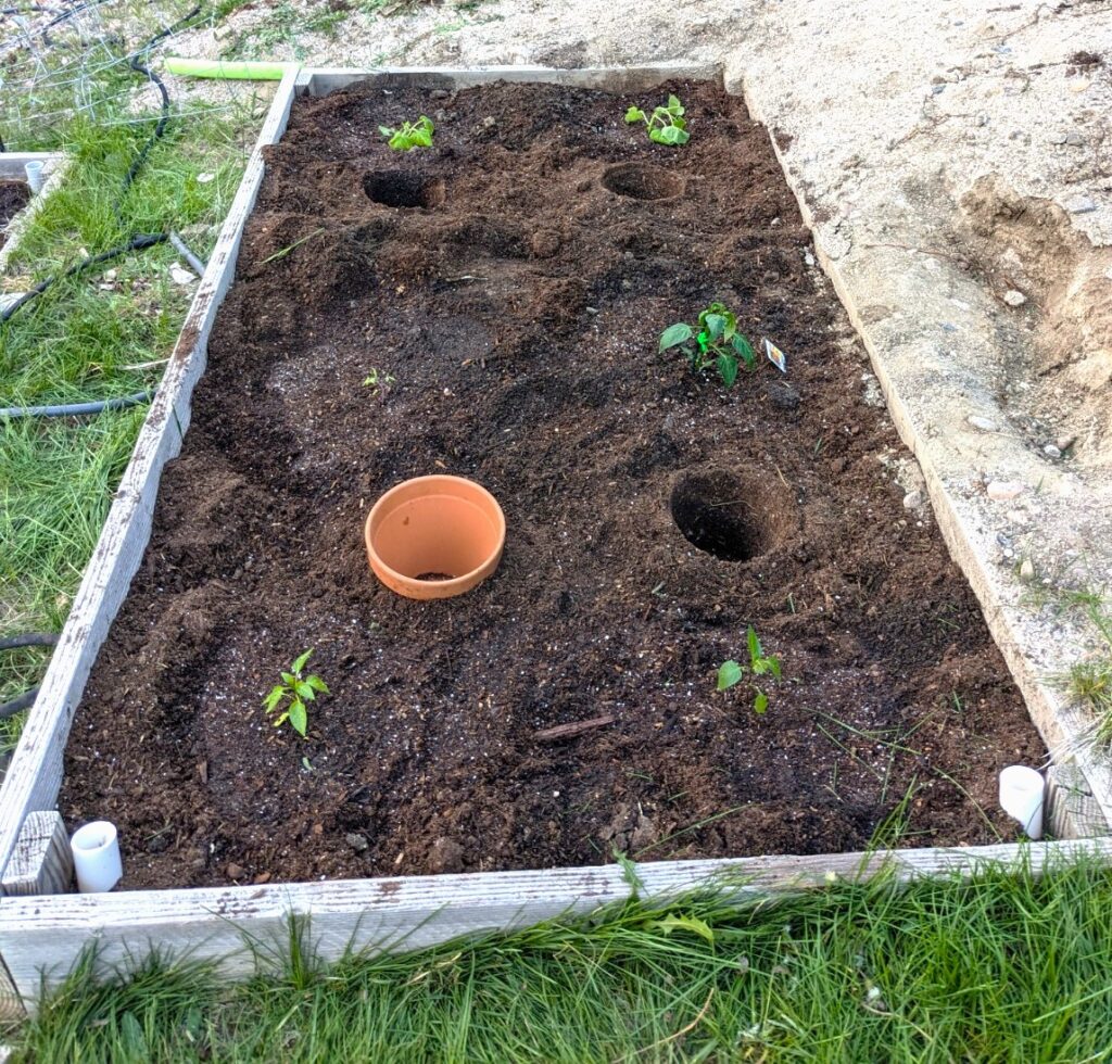 DIY Olla: Simple Self-Watering With Clay Pots [2023] 4