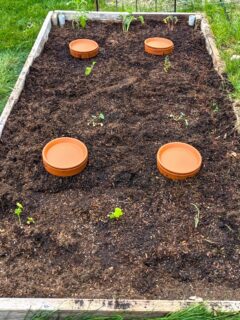 Self-Watering with Clay Pots