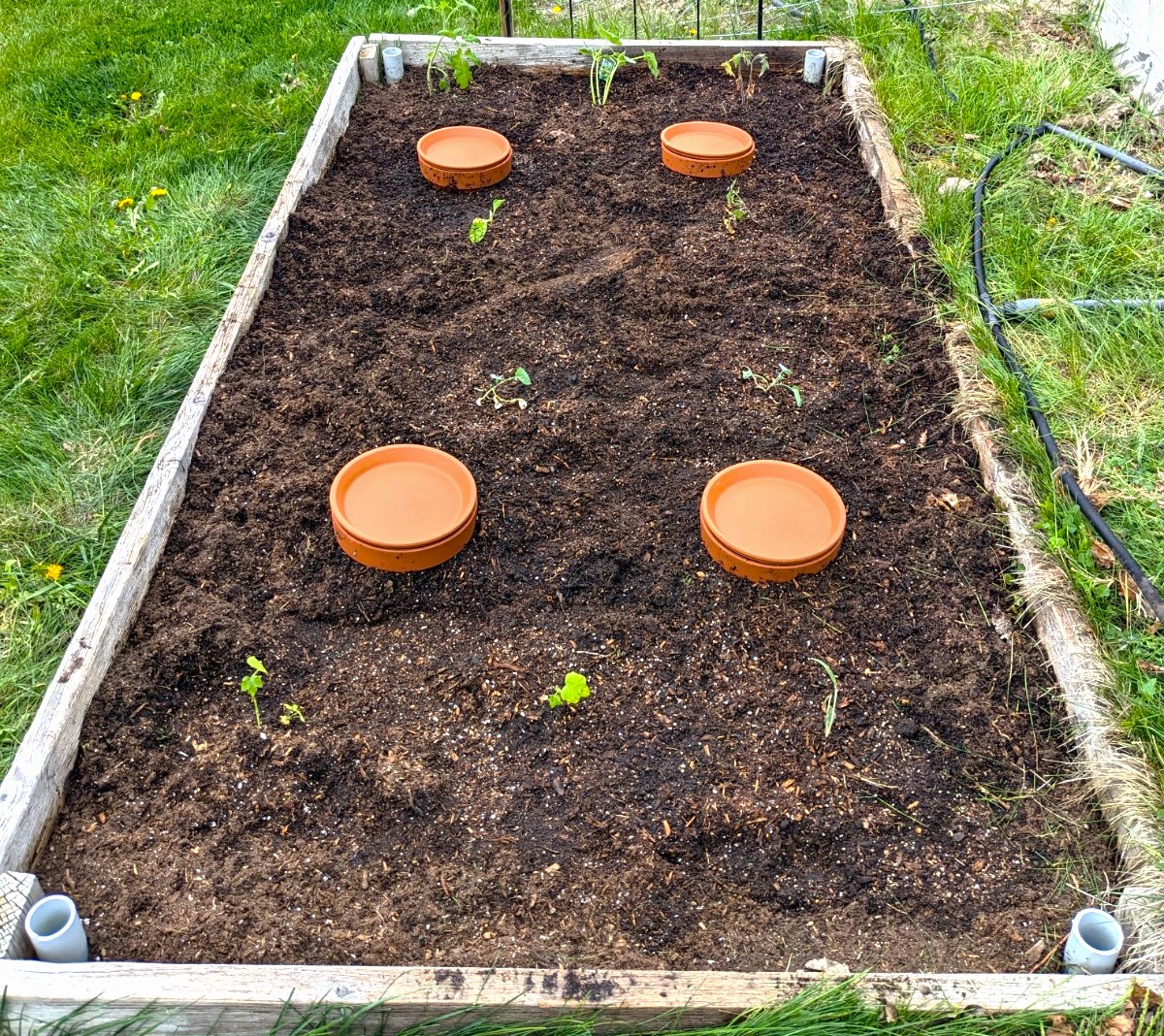 DIY Olla Simple SelfWatering With Clay Pots [2023] Home Arise